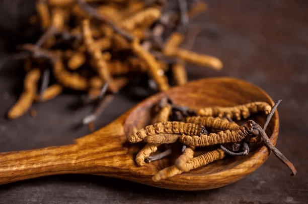 Cordyceps Extract là chất gì? Lợi ích và cách sử dụng